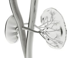 ביופסיית כליה מילעורית מהווה גישה בטוחה לכליות קטנות (מתוך כנס ה-ASN Kidney Week)