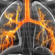 lung32
