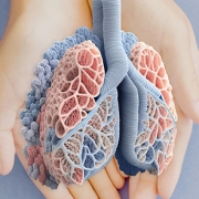 lung11