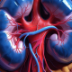 כליות Kidneys