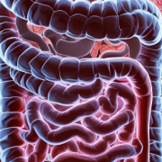 gastro