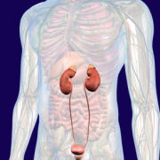 Prostate