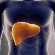 liver