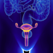Fallopian tube