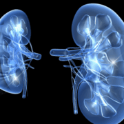 Kidneys