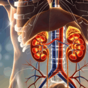 kidney